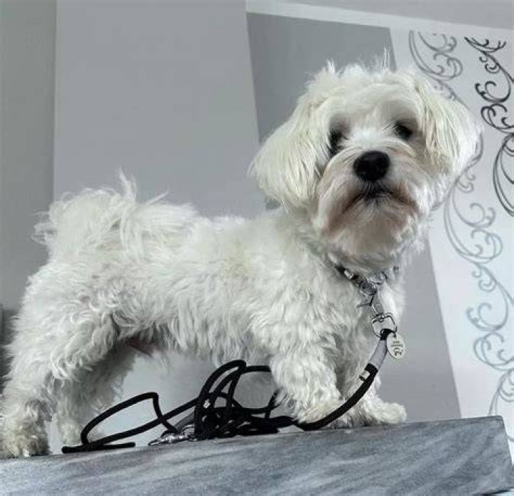 All About the Teacup Maltese: A Delightful Companion