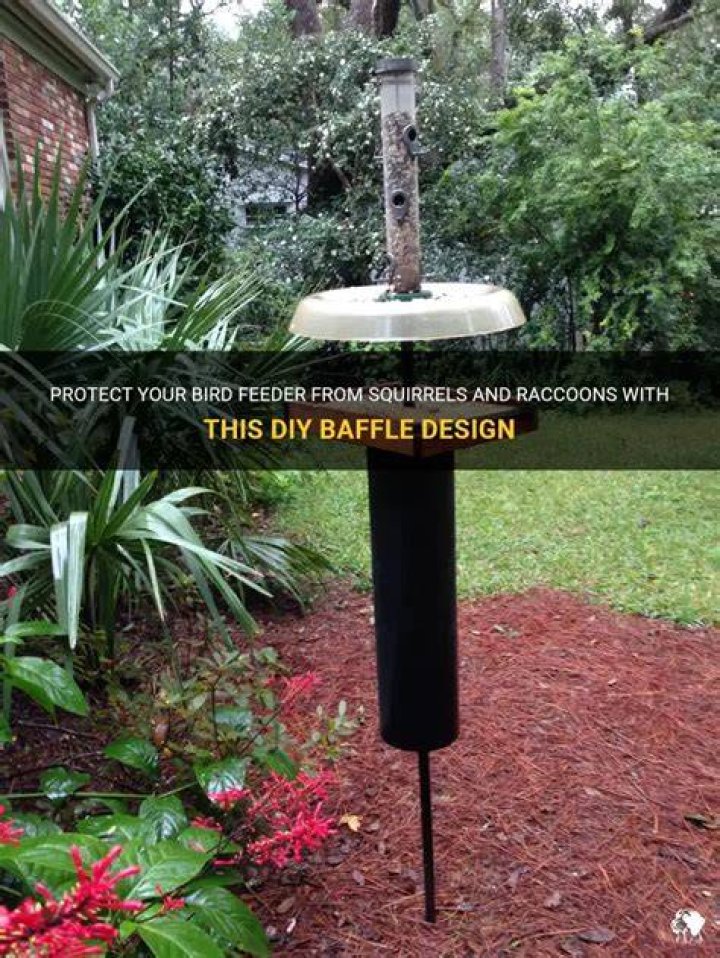 Baffle for Bird Feeder: Your Ultimate Guide to Protecting Your Feeder