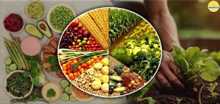Vegamovei: The Revolutionary Plant-Based Movement Redefining Health and Sustainability